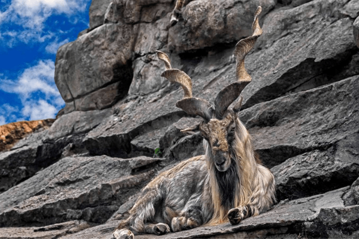 Baltistan Wildlife Sanctuary in Skardu